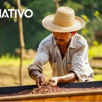 Exploring the Rich World of Mexican Coffee: A Comprehensive Guide to Regions and Flavors